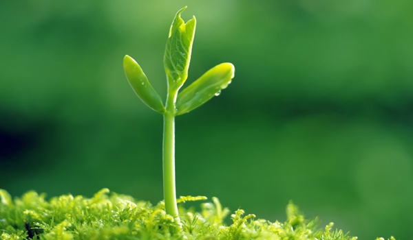 plant phenotype